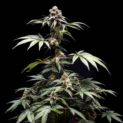 Fizzy Gum [(Cherry Gelato x Runtz) x WB Bubba] 5 seeds