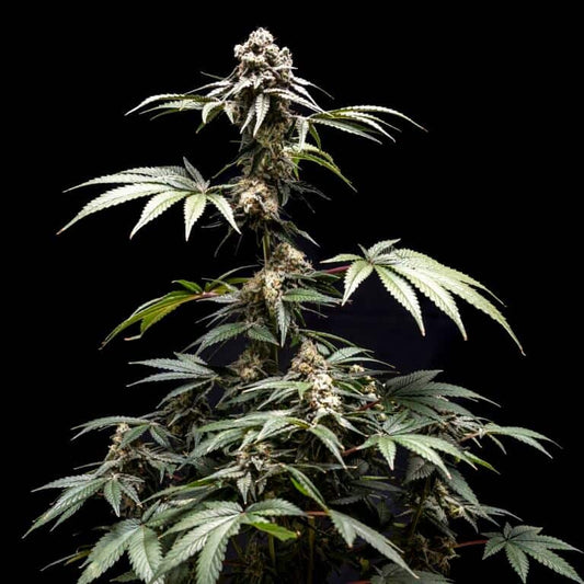 Fizzy Gum [(Cherry Gelato x Runtz) x WB Bubba] 5 seeds