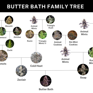 Butter Bath (Soap x ZeClair) 6 seeds + 3 Sour D Zoda