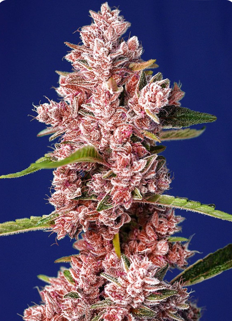 Tropicana Poison F1 „Fast Version“ 5+2 seeds