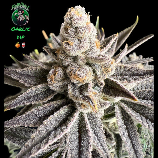 Garlic dip (Garlic smoothie #8 X Truffle Treats) 10 seeds