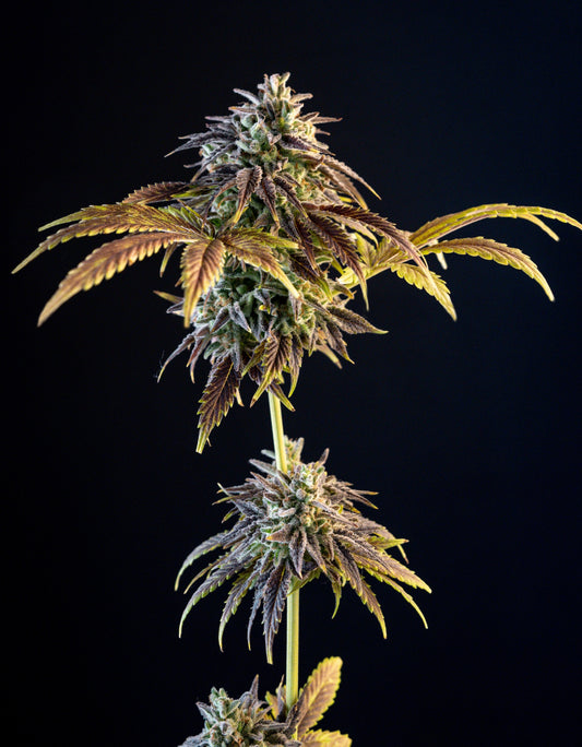 Champaña (Diamond Runtz x Tropicana Punch) FEM 5-Pack