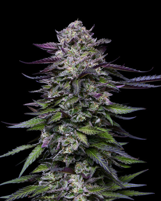 Candy Hustle (Don Carlos x Jose x Grape Menthol) 5 seeds
