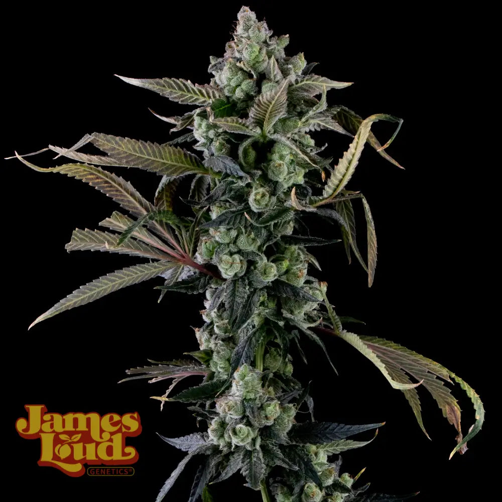 Candy Island (Banana Z x ZBX) 3-Pack
