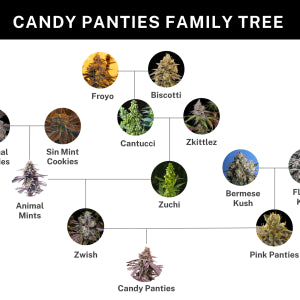 Candy Panties (Pink panties x Zwish) 6 seeds + 3 Sour D Zoda