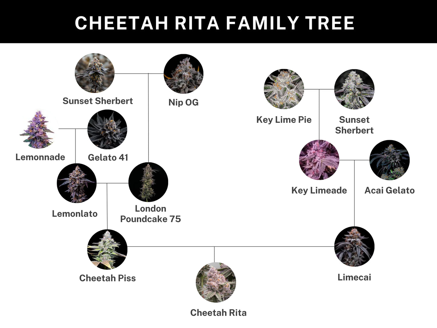 Cheetah Rita (Cheetah Piss x Limecai) 6 seeds + 3 A&B x Zoda