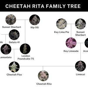 Cheetah Rita (Cheetah Piss x Limecai) 6 seeds + 3 Sour D Zoda