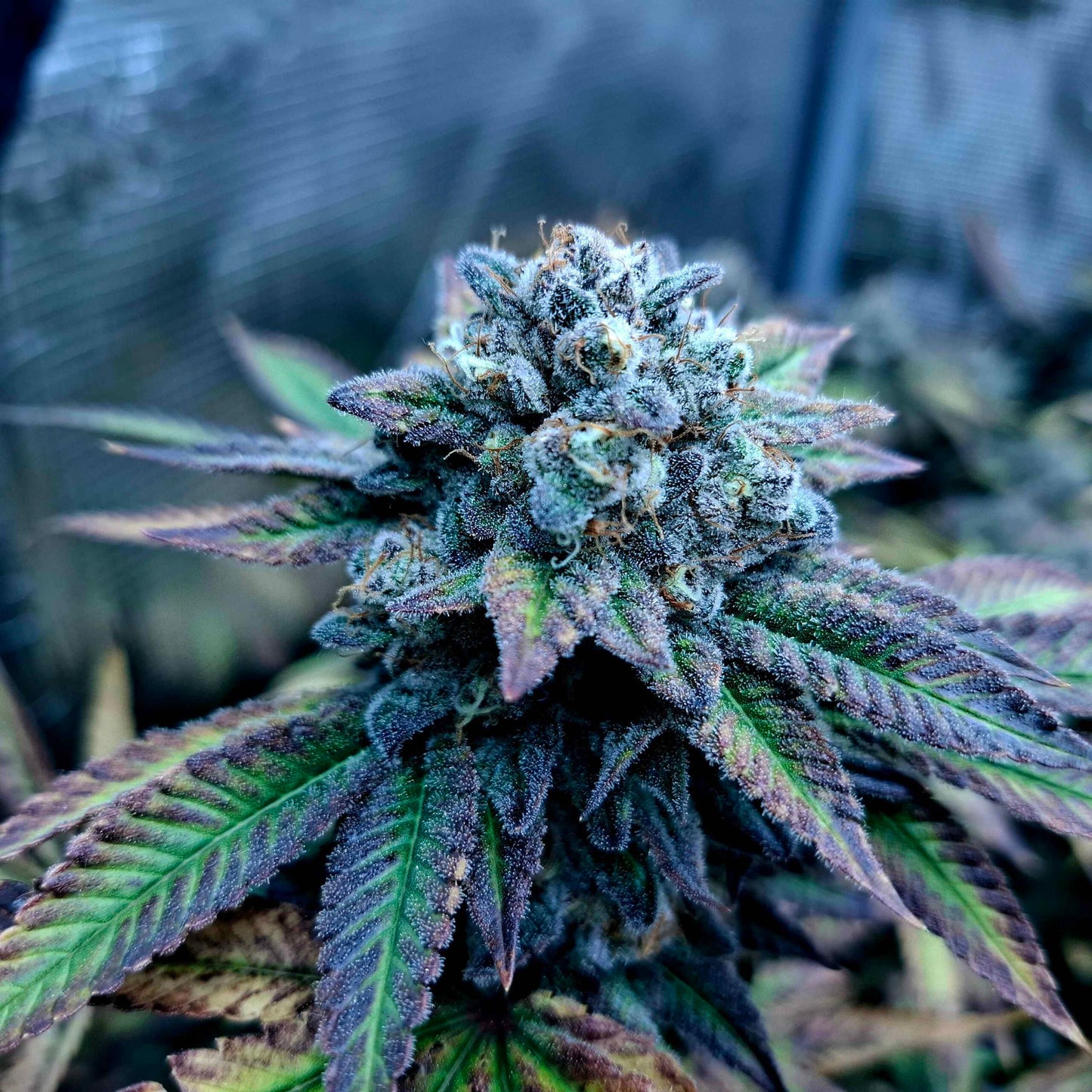 Cherrmonade (Reg) 12 seeds