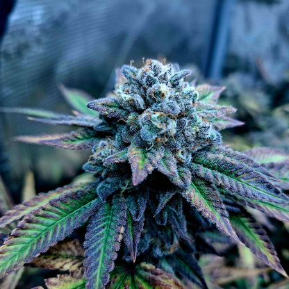 Cherrmonade (Reg) 12 seeds