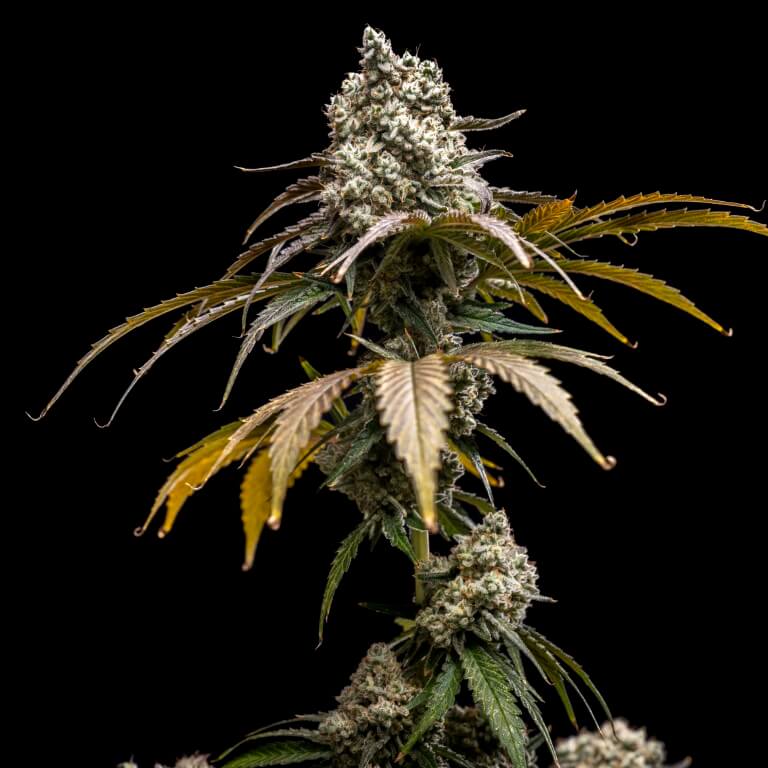 Cherry Crush [(Black Cherry Punch x Papaya) x WB Bubba] 5 seeds