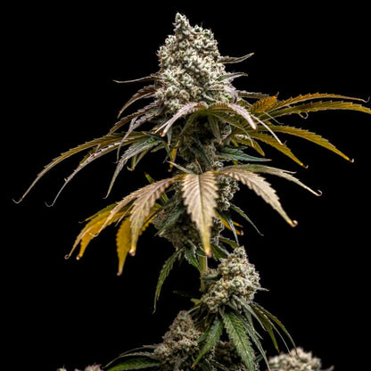 Cherry Crush [(Black Cherry Punch x Papaya) x WB Bubba] 5 seeds