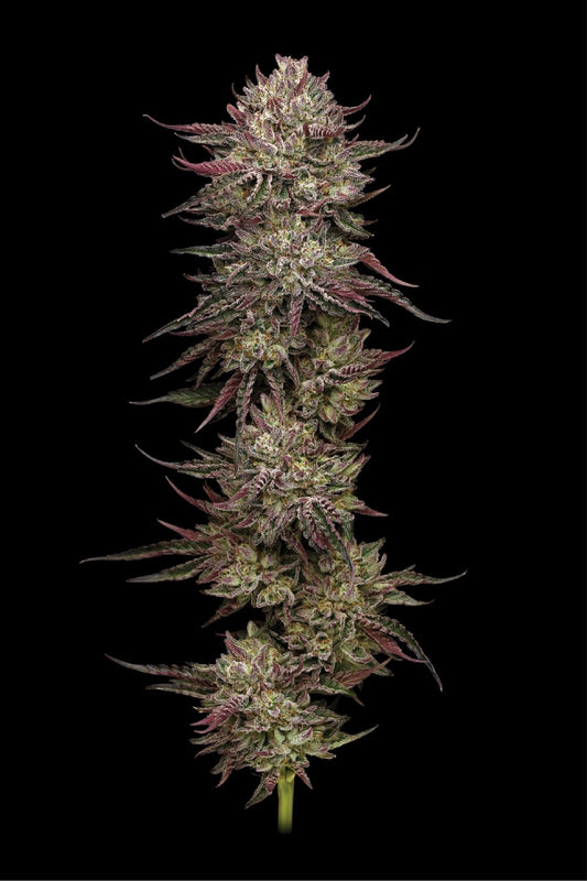 Chicken n' Wafflez Fem (Jelly Donutz #117 x Purple Cartel) 5-Pack