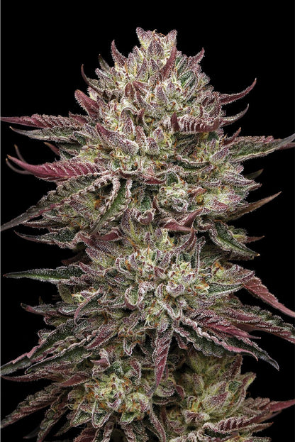 Chicken n' Wafflez Fem (Jelly Donutz #117 x Purple Cartel) 5-Pack