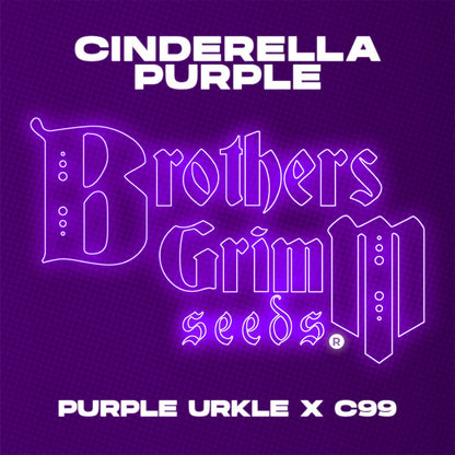 Cinderella Purple [(Purple Urkle x C99) x Cinderella 99) 9 seeds + 1 Freebie