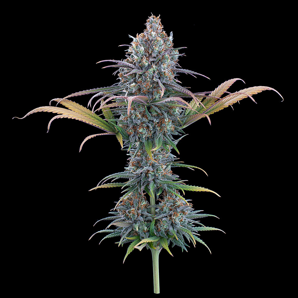 Cinderella Purple [(Purple Urkle x C99) x Cinderella 99) 9 seeds + 1 Freebie