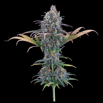 Cinderella Purple [(Purple Urkle x C99) x Cinderella 99) 9 seeds + 1 Freebie
