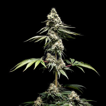 Clementine Slush [Pre 98 Bubba x (Tangie x WB Bubba)] 5 seeds