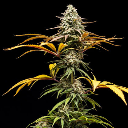 Crunch [(SFV OG x Tropic Punch) x WB Bubba] 5 seeds