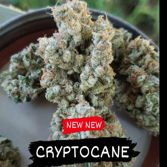 Cryptocane (Slurricane #7 x Crypteen) 6-Pack