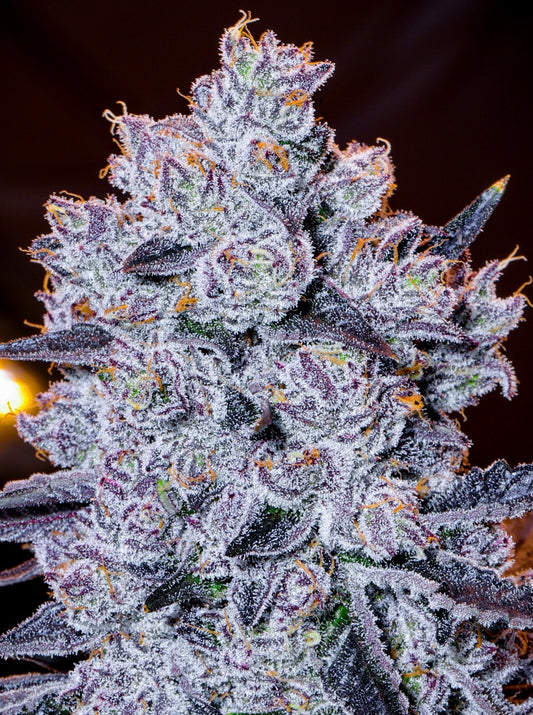 Crystal Lobster (White Churro x Blue Lobster) 7-Pack