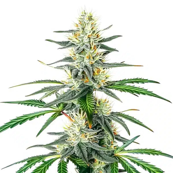 Dama Blanca (White Widow x White Widow) 6 seeds
