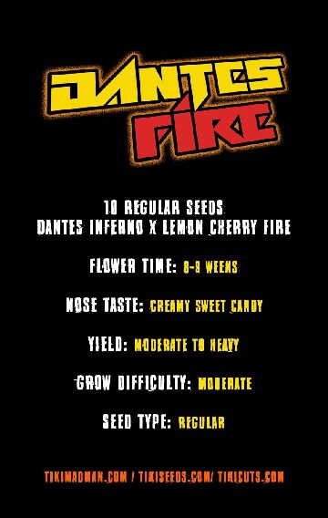 Dantes Fire (Dantes Inferno x Lemon Cherry Fire) Regular 10 seeds