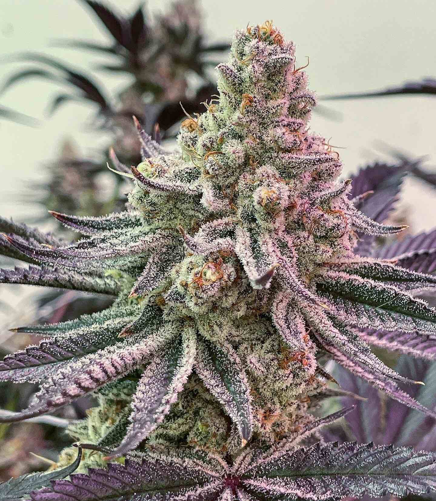 Dantes Inferno (Oreoz x Devil Driver) 6 seeds