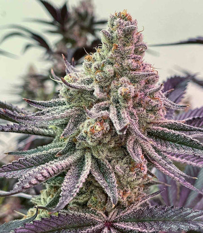 Dantes Inferno (Oreoz x Devil Driver) 6 seeds