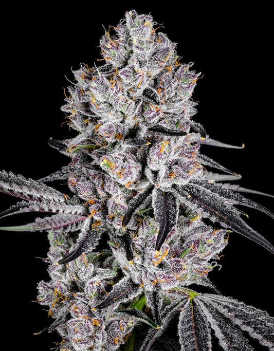 Deep Ztate (Guava Zourz x Blue Lobster) 7-Pack