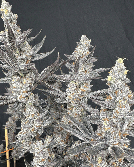 Diamond Daggers (Diamond Daiquiri x Gas Guzzler) 3 seeds