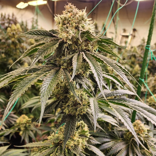 Dirty Banana GEN1 (Wrank #5 x Banana Daddy IBL auto) 5 fast fem seeds