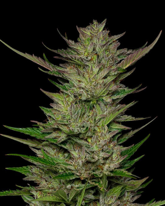 Don Carlos Fem (Blackberry OG x Humboldt Sour Diesel) 5-Pack