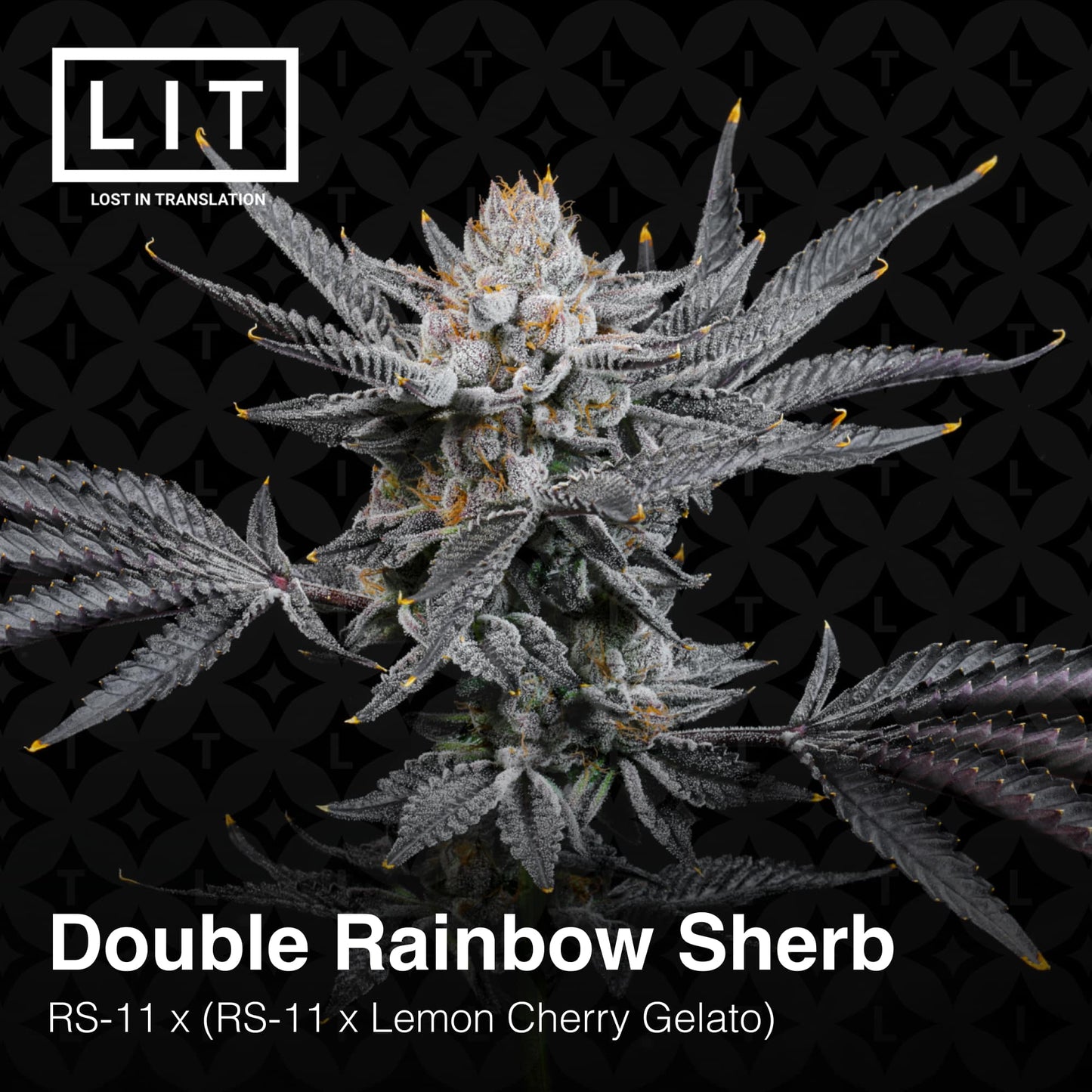 Double Rainbow Sherb (RS-11 x (RS-11 X LEMON CHERRY SHERBERT)) 6-Pack