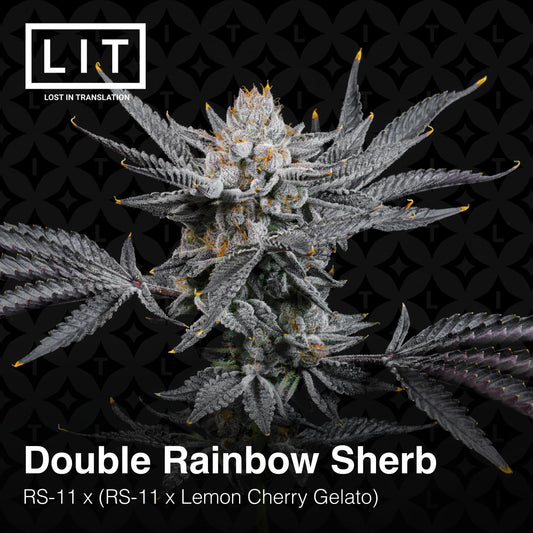 Double Rainbow Sherb (RS-11 x (RS-11 X LEMON CHERRY SHERBERT)) 6-Pack