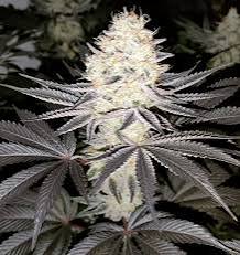Mighty Bubble Gum Reg (Bubble Gum x Glue) 6 seeds