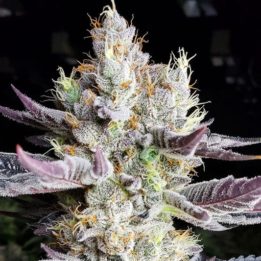 BooBerry Cookies RBX (BLUEBERRY COOKIES x END GAME #3) 5-Pack