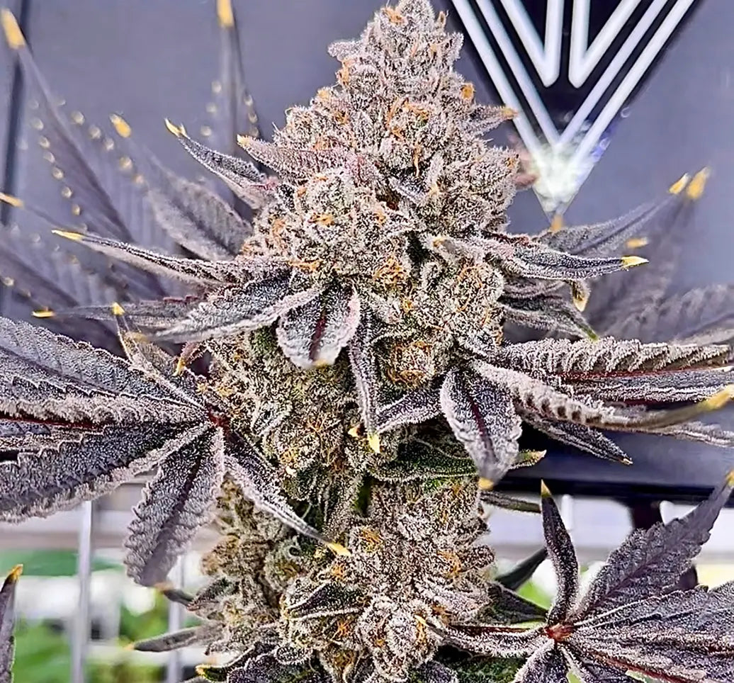 Sunkiss (Sunrize x The Smooch) Reg 15 seeds
