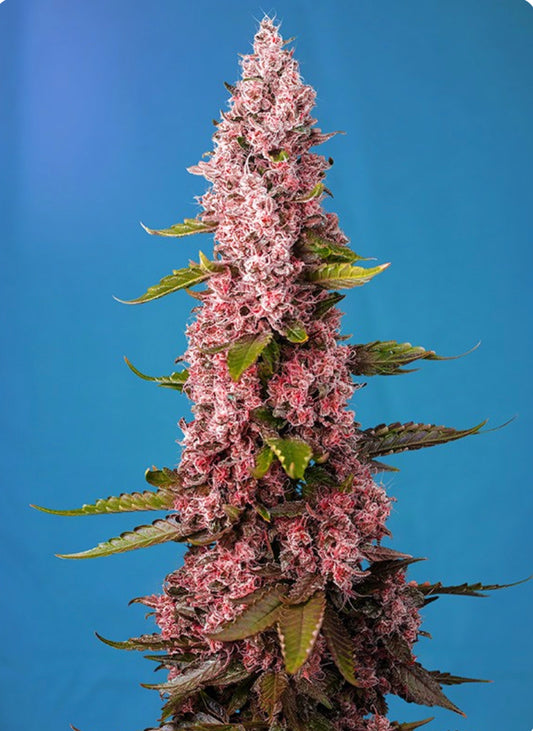 Red Hot Cookies (Tropicana Cookies x Tangie) 5+2 seeds