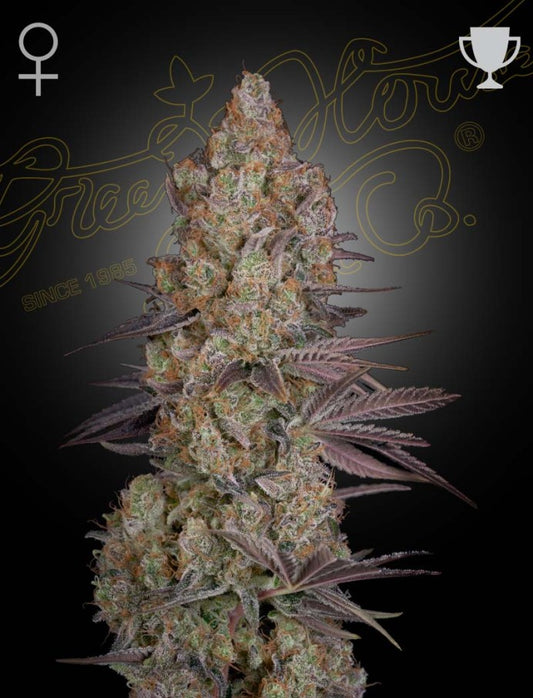 Exodus Cheese (only original Cheese) 5 seeds