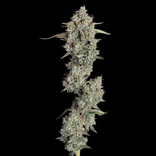 Everglades OG Auto (ChemD i95 x Pineapple Runtz) 5-Pack