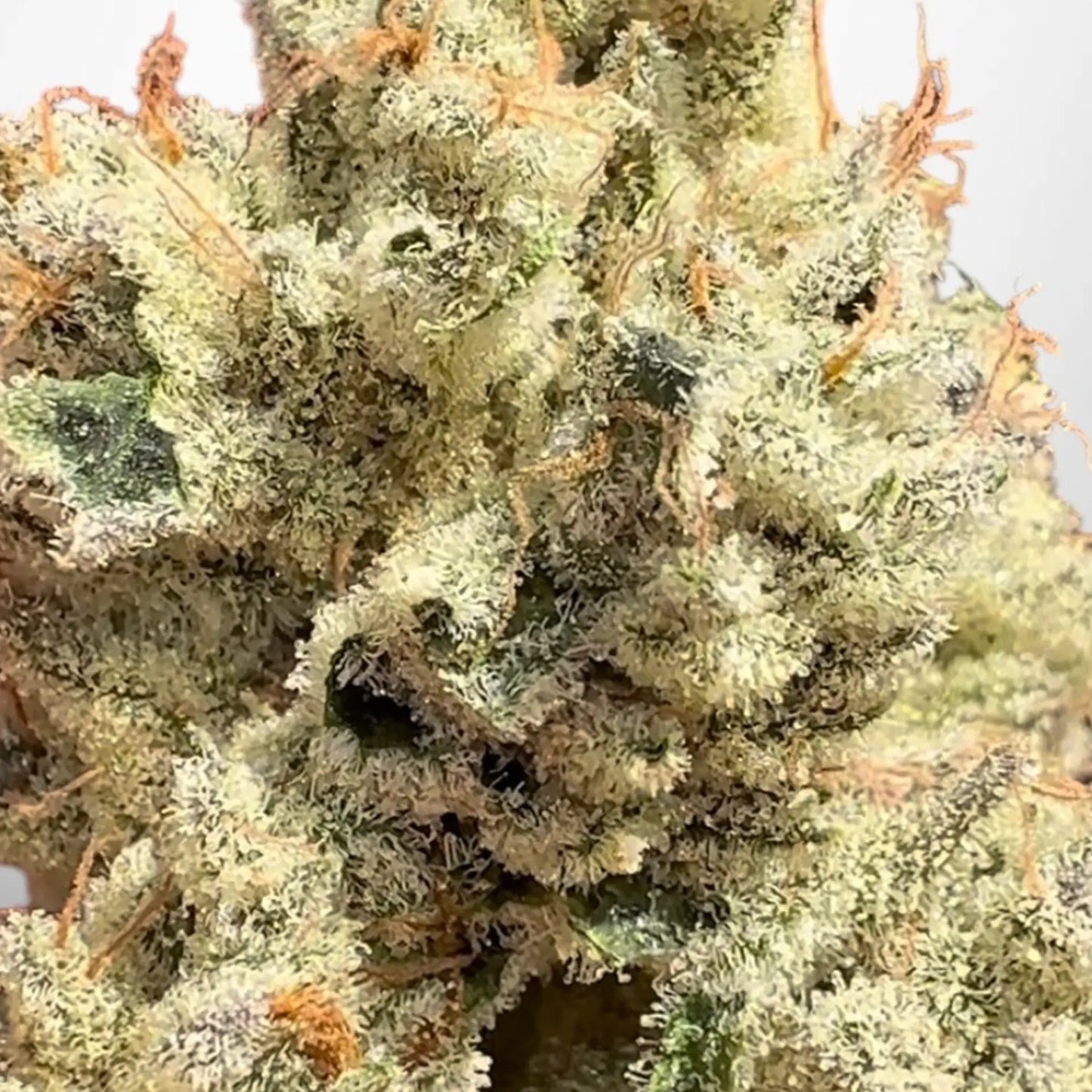 Head Rush (Meltdown x The Smooch) Reg 12 seeds