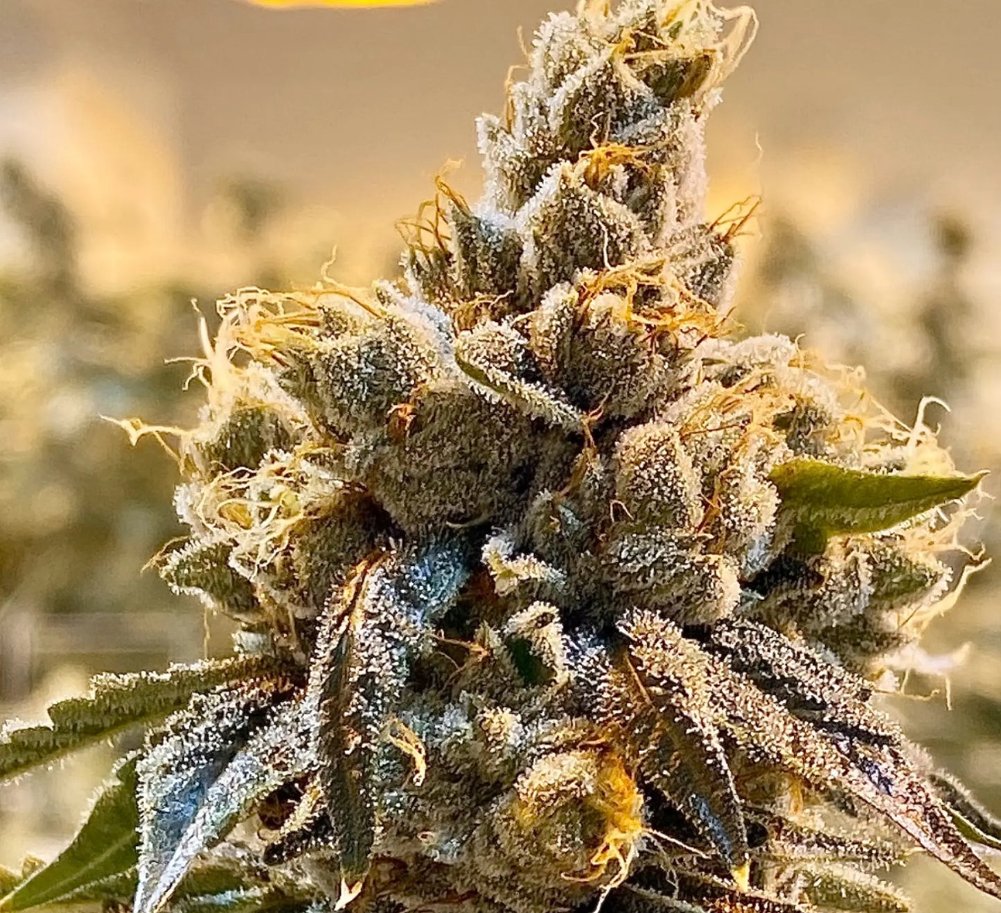 Turtle´s Key Club (Oryan OG x The Smooch) Reg 12 seeds