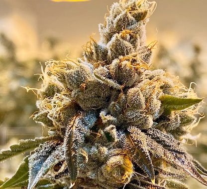 Turtle´s Key Club (Oryan OG x The Smooch) Reg 12 seeds