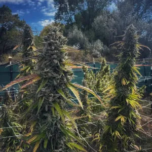 Cheetah Rita (Cheetah Piss x Limecai) 6 seeds + 3 Sour D Zoda