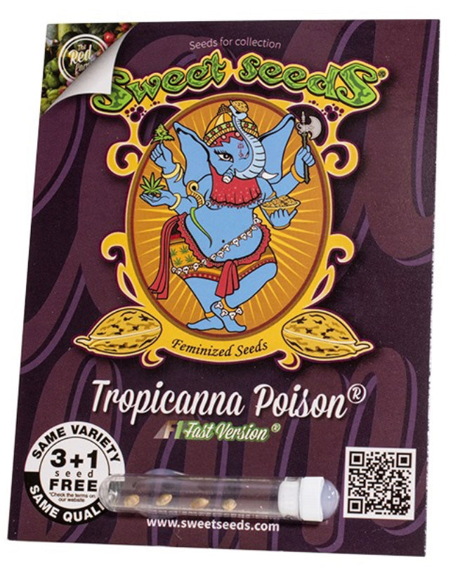 Tropicana Poison F1 „Fast Version“ 5+2 seeds
