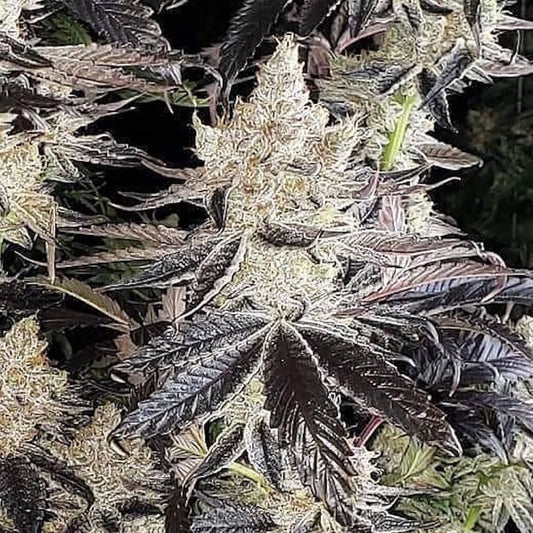 Ethos Cookies R2 (ETHOS COOKIES #1 x ETHOS COOKIES #16) 5-Pack