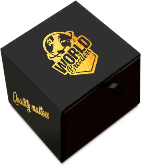 Crunch [(SFV OG x Tropic Punch) x WB Bubba] 5 seeds