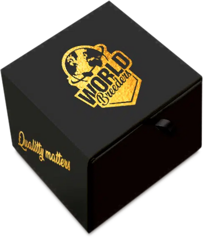 Crunch [(SFV OG x Tropic Punch) x WB Bubba] 5 seeds