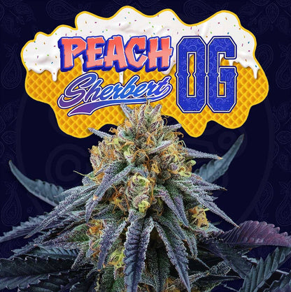 Peach OG Sherbert (Falcon 9 x Peach Ozz) 6-Pack + 3 LH2P