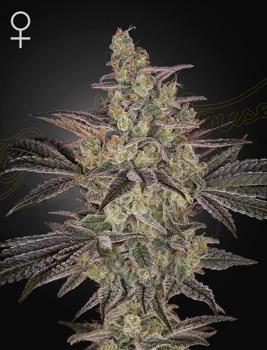 Frosted Guava (Frosted Guava x Gelato #41 Auto) 5-Pack